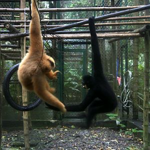 Northern buffed-cheeked gibbon (Nomascus annamensis)