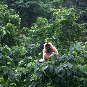 Northern white-cheeked gibbon (Nomascus leucogenys)