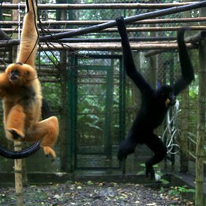 Northern buffed-cheeked gibbon (Nomascus annamensis)