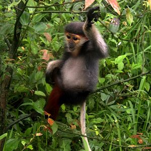 red-shanked douc (Pygathrix nemaeus)