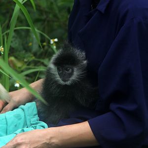 Indochinese lutung (Trachypithecus germaini)