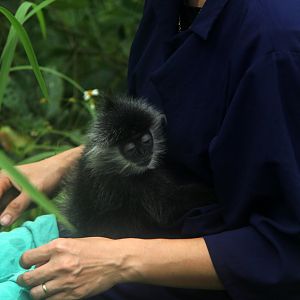Indochinese lutung (Trachypithecus germaini)