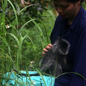Indochinese lutung (Trachypithecus germaini)