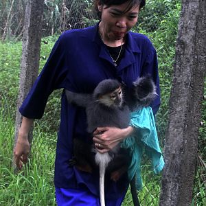 red-shanked douc (Pygathrix nemaeus) & Indochinese lutung (Trachypithecus germaini)