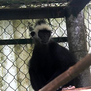 Laotian langur or white-browed black langur (Trachypithecus laotum)