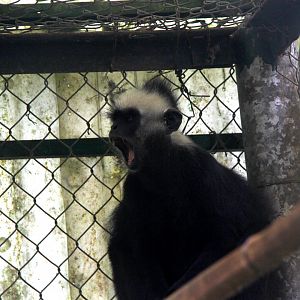 Laotian langur or white-browed black langur (Trachypithecus laotum)