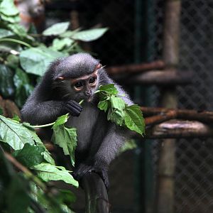 grey-shanked douc langur (Pygathrix cinerea)