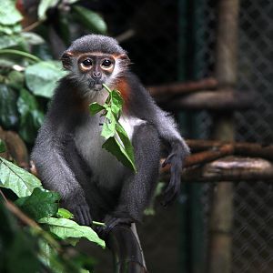 grey-shanked douc langur (Pygathrix cinerea)