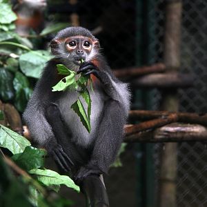 grey-shanked douc langur (Pygathrix cinerea)