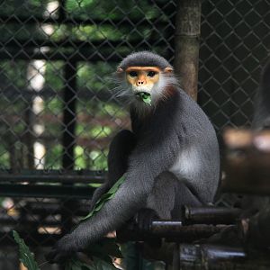 grey-shanked douc langur (Pygathrix cinerea)