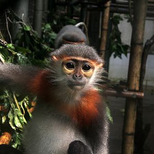 grey-shanked douc langur (Pygathrix cinerea)