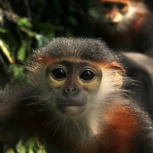 grey-shanked douc langur (Pygathrix cinerea)