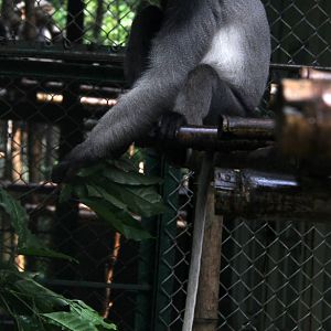 grey-shanked douc langur (Pygathrix cinerea)