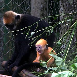 Cat ba langur (Trachypithecus poliocephalus poliocephalus)