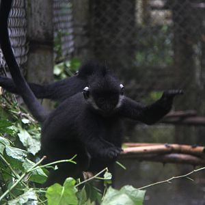 Hatinh langur (Trachypithecus hatinhensis)