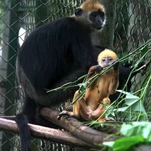 Cat ba langur (Trachypithecus poliocephalus poliocephalus)