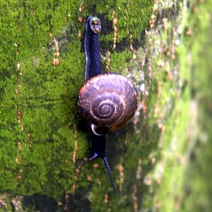 snail