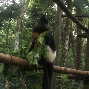 Delacour's langur (Trachypithecus delacouri)