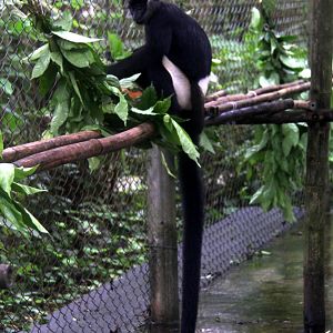 Delacour's langur (Trachypithecus delacouri)
