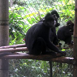 Hatinh langur (Trachypithecus hatinhensis)