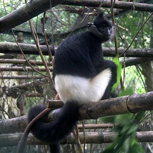 Delacour's langur (Trachypithecus delacouri)