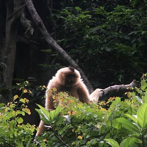Northern white-cheeked gibbon (Nomascus leucogenys)
