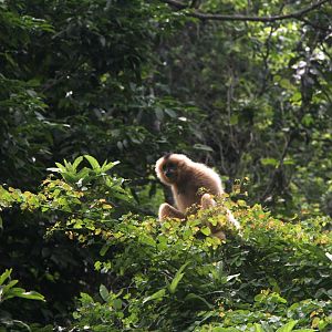 Southern white-cheeked gibbon (Nomascus siki)
