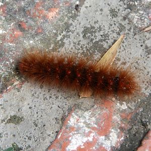 stinging caterpillar