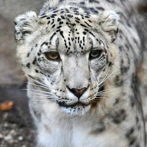 Snow Leopard