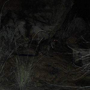 Rothschild's Rock-wallaby (Petrogale rothschildi)