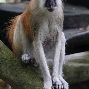 Blue Nile patas monkey (E. p. poliophaeus)