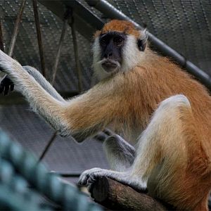 Blue Nile patas monkey (E. p. poliophaeus)