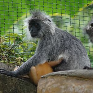 Indo-Chinese silver langur (T. germaini)