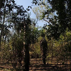 trail leading to wallaroo and wallaby feeding
