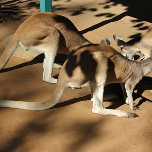 antilopine wallaroos (Macropus antilopinus)