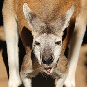 antilopine wallaroo (Macropus antilopinus)