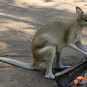Northern agile wallaby (Macropus agilis agilis)