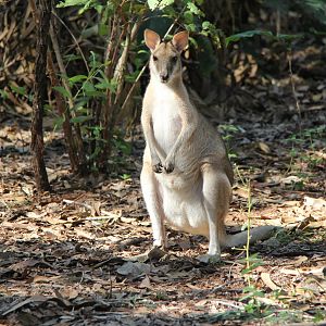 Northern agile wallaby (Macropus agilis agilis)