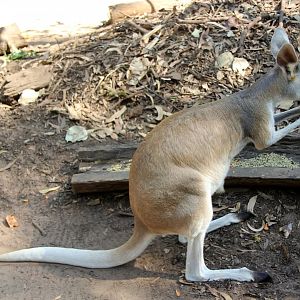 antilopine wallaroo (Macropus antilopinus)