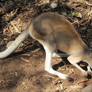 antilopine wallaroo (Macropus antilopinus)