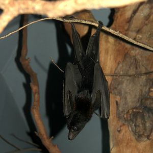 black flying fox or black fruit bat (Pteropus alecto)