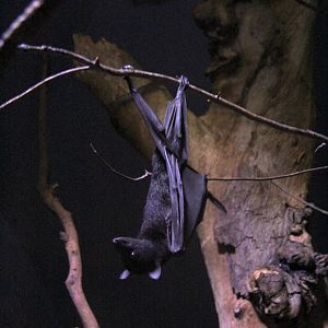 black flying fox or black fruit bat (Pteropus alecto)