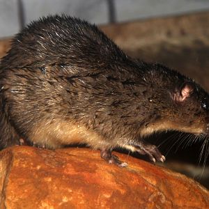 Australian water-rat or rakali (Hydromys chrysogaster)