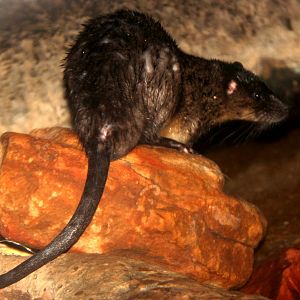 Australian water-rat or rakali (Hydromys chrysogaster)