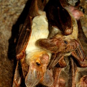 ghost bat (Macroderma gigas)