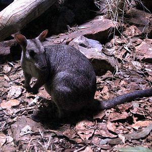 nabarlek (Petrogale concinna)