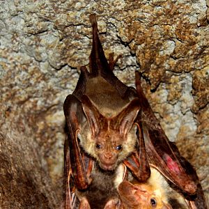 ghost bat (Macroderma gigas)