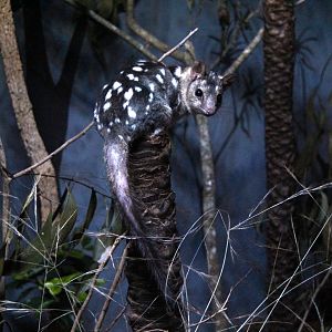 northern quoll (Dasyurus hallucatus)