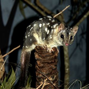 northern quoll (Dasyurus hallucatus)