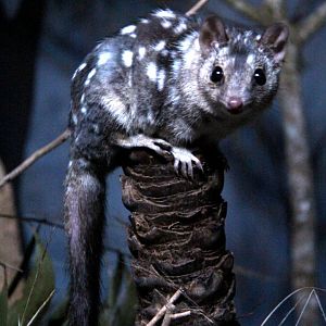 northern quoll (Dasyurus hallucatus)